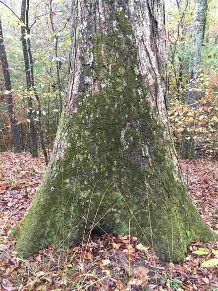 0 Six Mile Rd Unit 1333072, Crystal Springs, MS 39059