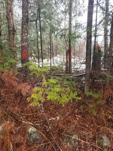 10 Franklin Ln Unit Lot 1, Whitefield, NH 03598