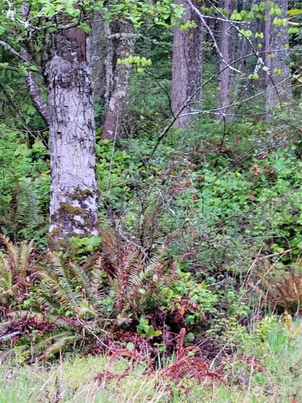 4010 SE Camano Dr, Camano Island, WA 98282