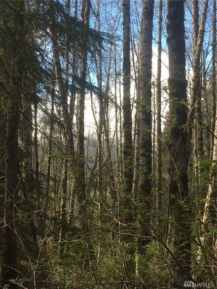 43 Song Dog Hollow, Quilcene, WA 98376