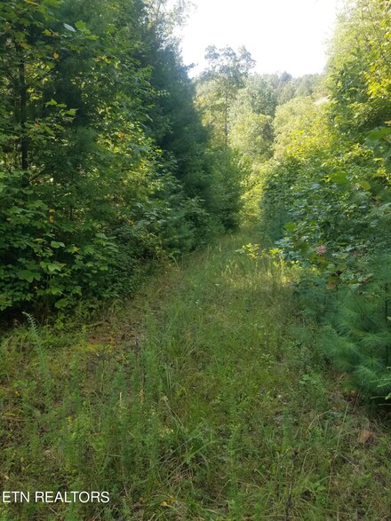 000 Reid Watson Rd, Deer Lodge, TN 37726