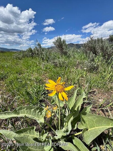 73 Snake River Dr, Alpine, WY 83128