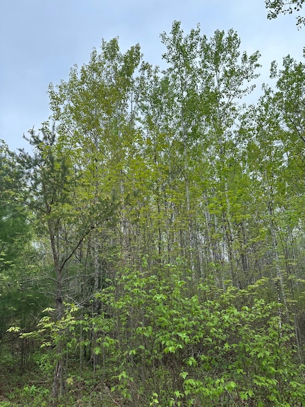 ON Burrows Lake Rd Unit Lot 5, Tomahawk, WI 54487