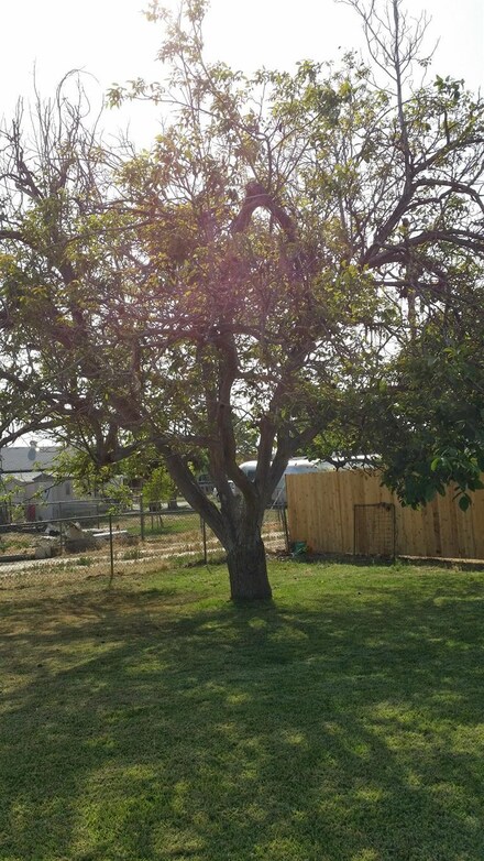 3771 S Harding Ave, Fresno, CA 93725