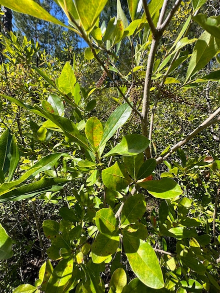Parcel D Millside Rd, Laurel Hill, FL 32567