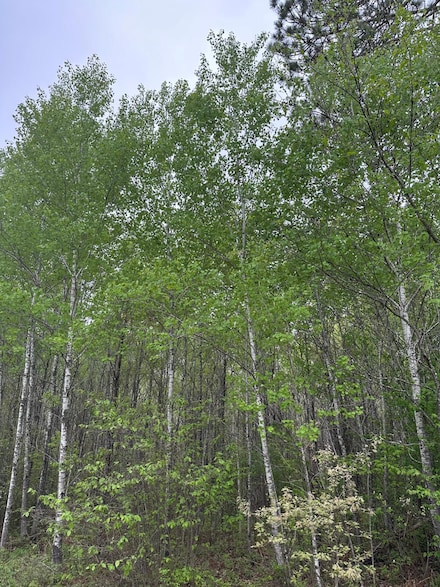 ON Burrows Lake Rd Unit Lot 7, Tomahawk, WI 54487