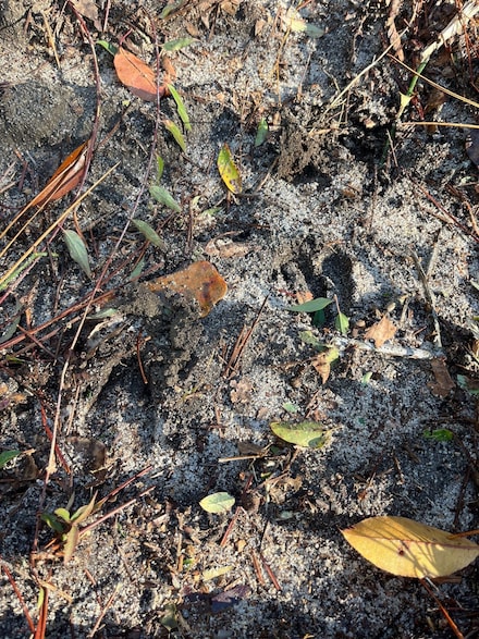 Bhl 1 Boise Cascade Rd, Bethune, SC 29009