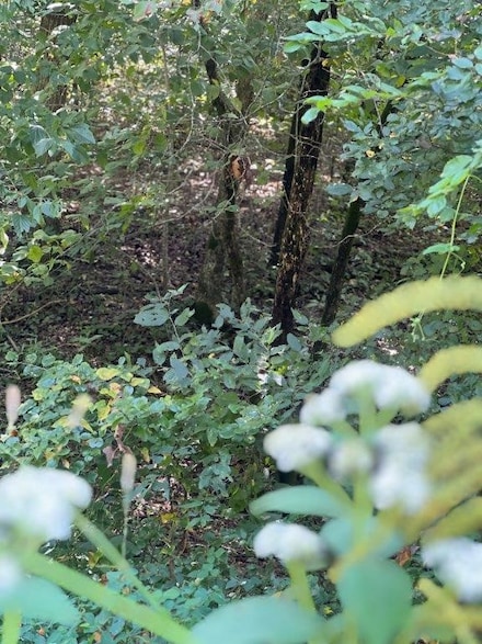 85.12AC Fruitwood Rd, Gravette, AR 72736
