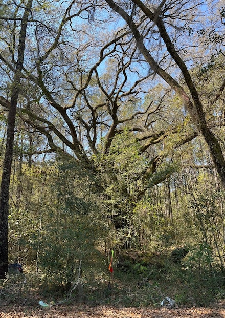 Lot #3 Old Military Rd, Adams Run, SC 29426