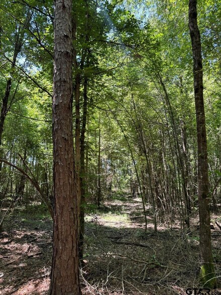 TBD County Road 4335, Bivins, TX 75555