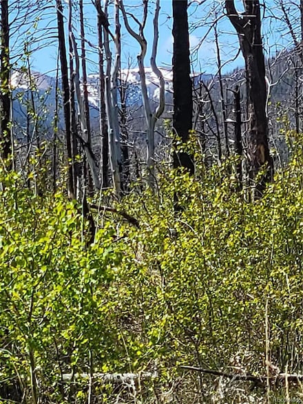 1617 Kopf Ln, Fort Garland, CO 81133