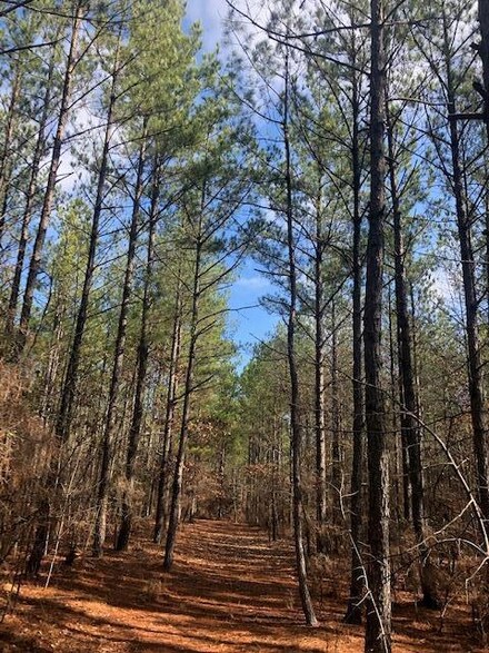 000 Stevens Rd, Ellaville, GA 31806