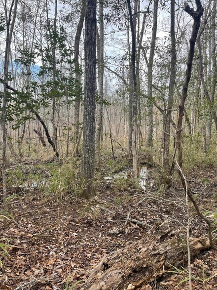 0 Co Rd 10, Hamilton, AL 35570