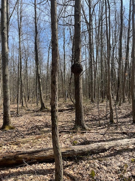 40 acres 52nd St, Pullman, MI 49450