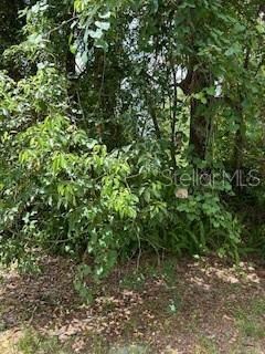 0 King Ave, Zellwood, FL 32798