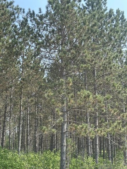 ON Burrows Lake Rd, Tomahawk, WI 54487