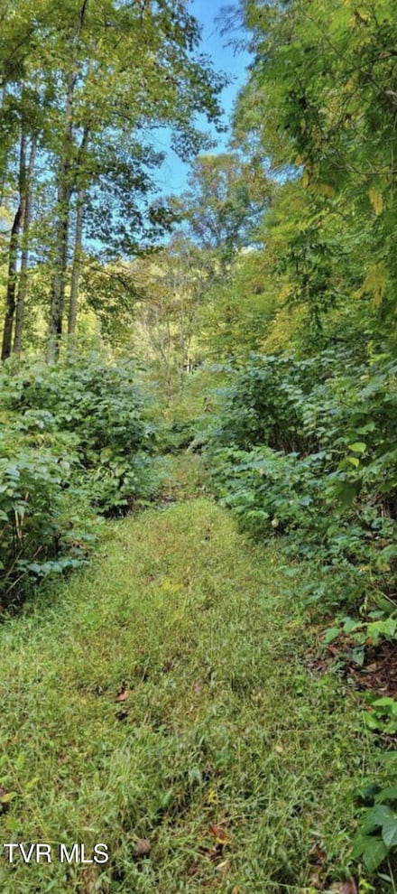Tbd Whitehead Hollow Rd, Roan Mountain, TN 37687