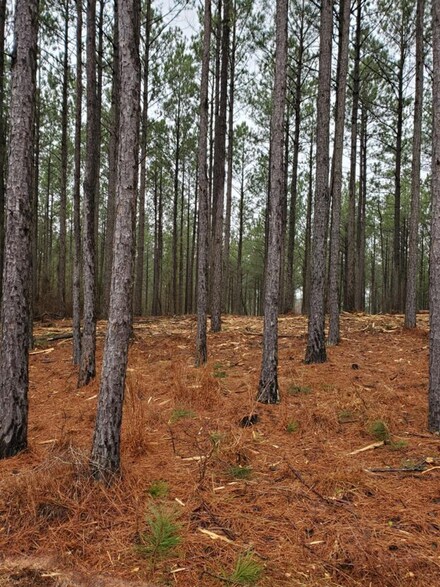 Lot 65 Maiden Cane Way, Lincolnton, GA 30817