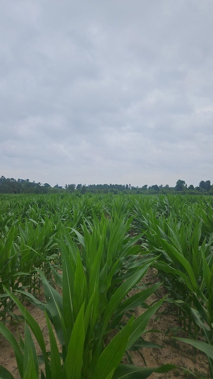 3625 Sylvester Rd, Albany, GA 31705