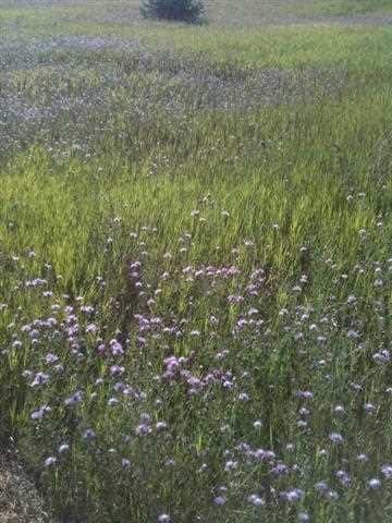 7022 Rolling Meadow Trail Unit Lot 10, Harbor Springs, MI 49740