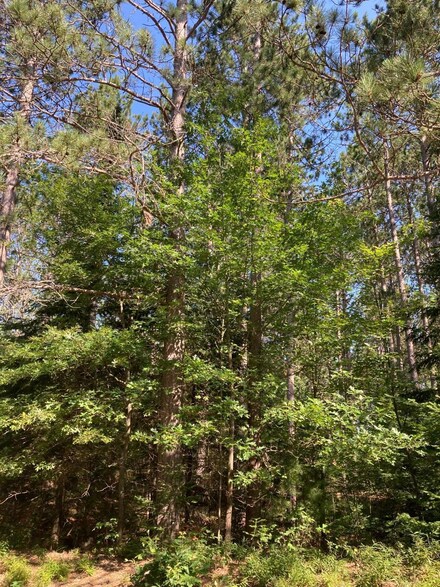 ON Cth Y, Tomahawk, WI 54487