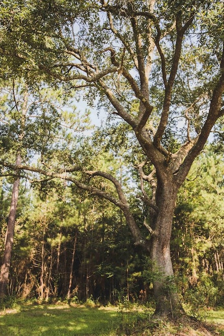 210 Egg & Butter Rd, Ochlocknee, GA 31773