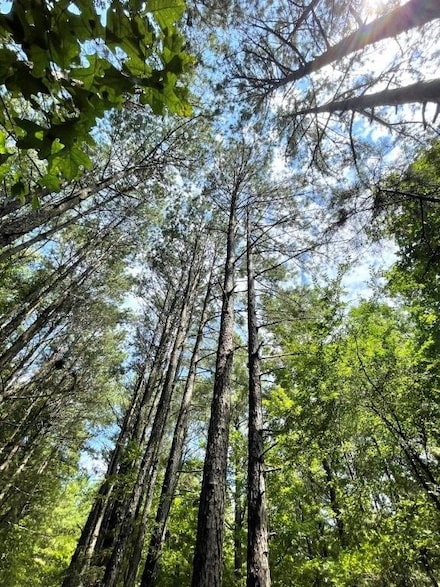 Hixson-Porter Rd, Philomath, GA 30660