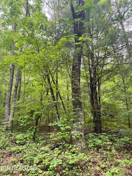 836 Steer Creek Rd, Tellico Plains, TN 37385