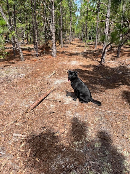 Bff 1a Brunson Teal Rd Unit Bff 1a, Patrick, SC 29584