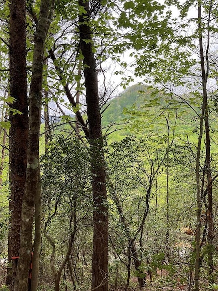 0 Big Creek Rd Unit 26040770, Otto, NC 28763
