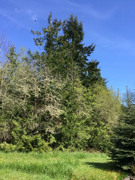 100 Goliah Ln, Port Ludlow, WA 98365