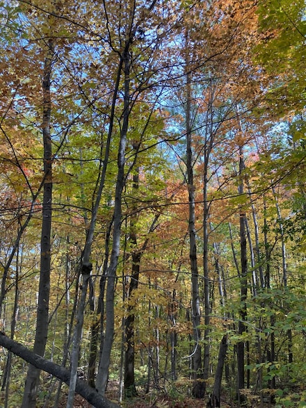 W8665 Other, Thorp, WI 54771