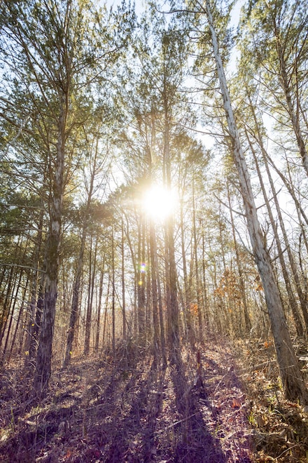 406 Horner Dr, Bradleyville, MO 65614