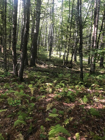 0 Clarks Woods Rd Unit 1509664, Lyman, ME 04002