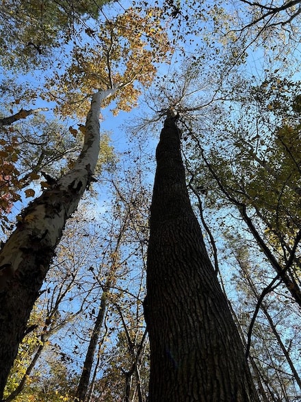 tbd Cr 457, Calhoun City, MS 38916