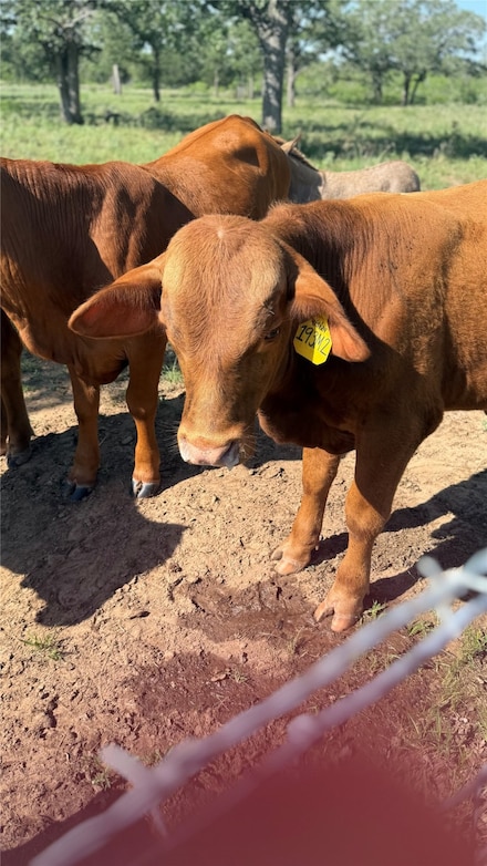 3747 Sparta Field Rd, Waelder, TX 78959