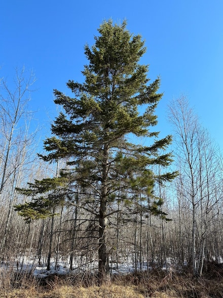 ON Spring Creek Dr Unit 4080-2, Tomahawk, WI 54487