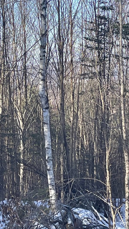 0 Old Franconia Rd, Bethlehem, NH 03574