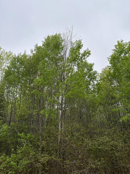 ON Burrows Lake Rd Unit Lot 10, Tomahawk, WI 54487