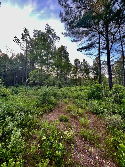 0 Cane Branch Rd Unit 23011909, Walterboro, SC 29488