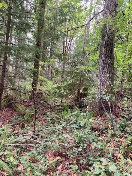 301 N Yellowhawk Rd, Hoodsport, WA 98548