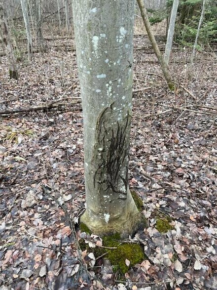 18 Acres Michigan 65, Twining, MI 48766
