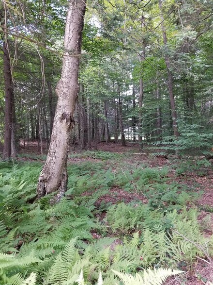 0 Hemlock Ln, Laporte Township, PA 17758