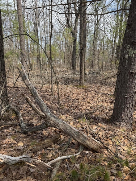 Lot 4 Birch St, Albert Township, MI 49756