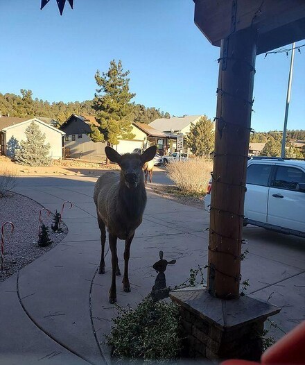 715 W Sherwood Dr, Payson, AZ 85541