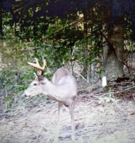 838 Menifee Hill Rd, Brodhead, KY 40409