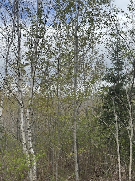 NEAR Camp 9 Rd Unit 4093-C, Minocqua, WI 54548