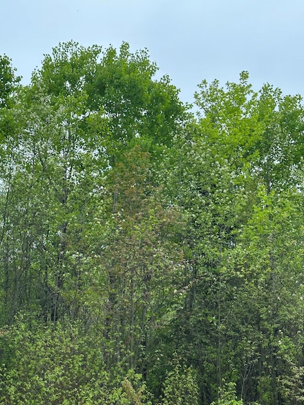 ON Kelly Dam Rd Unit Lot 9, Tomahawk, WI 54487
