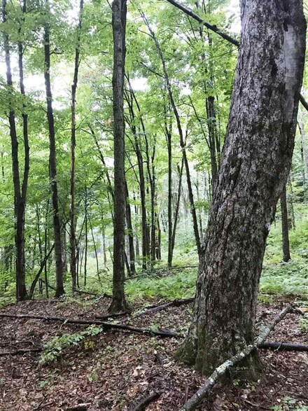 - Lafont, Albany, VT 05820