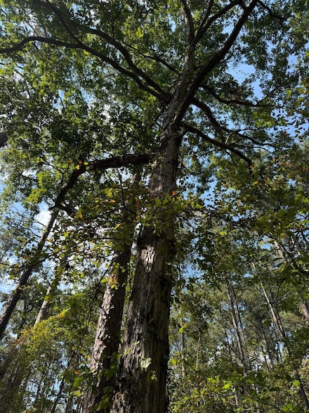 Sun Rd, Raleigh, MS 39153